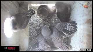 2014 KestrelCam Fledging [upl. by Iamhaj]