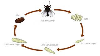 Housefly Lifecycle [upl. by Krever763]