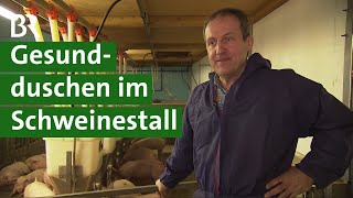 Schweine duschen gegen Krankheiten im Schweinestall Antibiotika vermeiden  Unser Land  BR [upl. by Fidelis779]