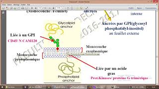 Les protéines de la membrane plasmique [upl. by Nydroj]