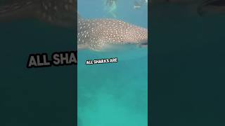 You Wont Believe These Sharks are Gentle Giants Meet the Amazing Filter Feeders 🦈🌊 [upl. by Sset]