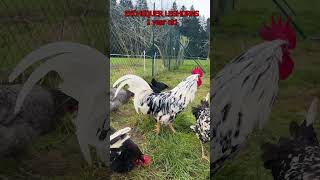 EXCHEQUER LEGHORN COMPARISON As chicks and adult full grown chickens with crowing rooster Excalibur [upl. by Odnanreh]