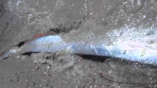 Oarfish Encounter Sea of Cortez [upl. by Dov]