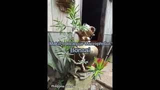 Bonsai make over Podocarpus Macrophylluspaano pagandahin Ang bonsaiMaki bonsai [upl. by Etnad349]