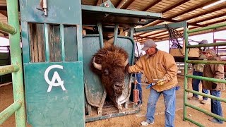 Behind the Scenes of a West Texas Bison Ranch and Texas Size Bulls [upl. by Ymaral841]