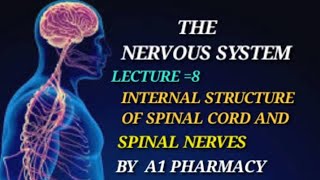 SPINAL NERVES  THE NERVOUS SYSTEM 😓 [upl. by Reisch]