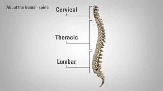 Radiculopathy  Patient Education [upl. by Oluap435]