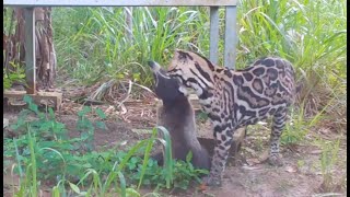 Ocelot vs Coati  Osa Conservation [upl. by Lyndsie]