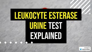 Leukocyte Esterase Urine Test explained [upl. by Leemaj600]