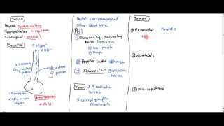 01 Saliva Anatomy Physiology and Tumors [upl. by Hallagan]