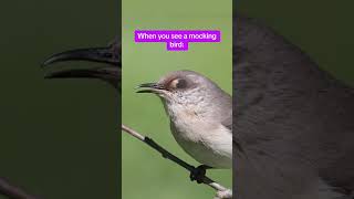 When you see a mocking bird 💀 [upl. by Ameg225]