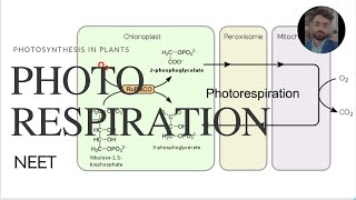 Photorespiration C2 cycle complete for NEETUG Photosynthesis in plants [upl. by Elson992]