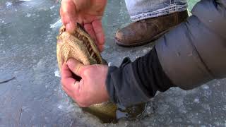 How alligators survive in frozen water [upl. by Christmas]