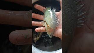 আমি গাঁওত এইবোৰ খাও 🐟 অসমৰ গাঁওৰ পৰিৱেশ এইয়া✅fish koi assam rural life video reels trending [upl. by Irtemed]