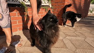 The fluffy black cat and her friends living at the seaside are so cute [upl. by Clyte]