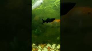 🐟bacchai dene wali molly fish mollyfish guppy shortsfeed minivlog [upl. by Barling]