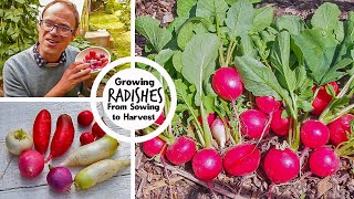 Growing Radishes from Sowing to Harvest [upl. by Kingsly]