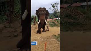 Harangi Elephant Camp Coorg elephant camping harangi dam park trending videos new eswara 1 [upl. by Ettari]