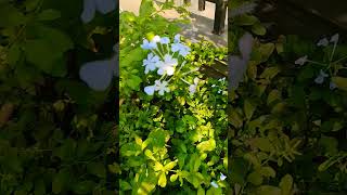 Plumbago Auriculata flowers plants [upl. by Acsecnarf524]