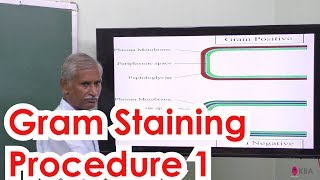 23Botany  The living world  Gram staining procedure 1 [upl. by Elspeth]