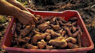 Orange Fleshed Sweet Potato Garden to Market HKI Suaahara Program Nepal [upl. by Shantha]