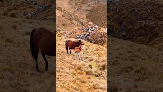 Te regalare un caballo 🥰 spirit caballos fypシ parati [upl. by Otsedom]