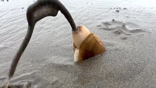 Amazing Catching Monster Razor Clams  Fastest Skills Catch Giant Geoduck [upl. by Dam]