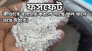 গাছে সঠিক মাত্রায় ফসফেট ব্যাবহার করুন প্রচুর ফুল ফল পাবেন ।। Phosphate fertilizer  gardening tips [upl. by Packston]