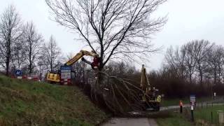 Bomenkap Molendijk Yerseke [upl. by Epps646]