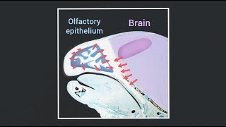 Signals from the brain and olfactory epithelium control shaping of the nasal capsule [upl. by Tedder]