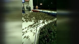 Insane Insect Invasion Mayflies Wreak Havoc on Bridge Causing Car Crashes [upl. by Barta719]