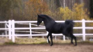 Shadeed El Aswad black Straight Egyptian stallion for sale [upl. by Dnomra]