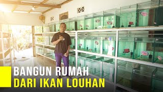 Sukses Muda Dari Ikan Louhan Modal 1 Aquarium Berkembang Sampai Ratusan Aquarium [upl. by Ycnej]