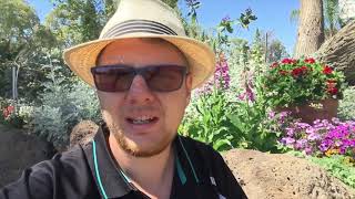 Growing Foxgloves in Australia [upl. by Isolda]