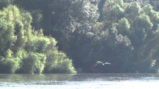 Mokai™ Jet Boat with Ex17 Head on EX21 motor test run with wildlife entertainment [upl. by Namhcan]