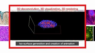 EVOS M7000 Zstacking 2D3D deconvolution visualization and analysis [upl. by Ettellocin]