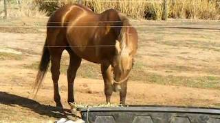 Quarter Horse Stallion Colonels Gold [upl. by Aay23]