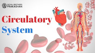 Circulatory System  Class6  Biology  Goyal Brothers Prakashan [upl. by Ahseinad]