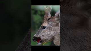 Florist natgeo animals deer [upl. by Hisbe]