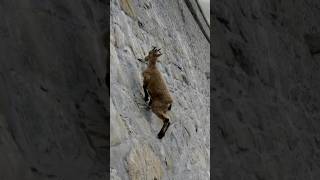 GravityDefying Mountain Goats Secrets of Their Incredible Climbing Skills [upl. by Nimrak22]