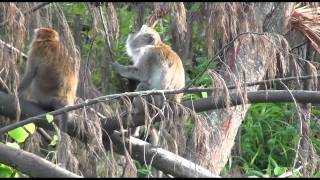 Abenteuer unglaublich im Urwald Tioman Island Malaysia 8 Teil mit Sony CX 550 u CX 115 [upl. by Ellesij]