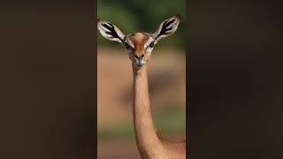 Amazing gerenuk facts in hindi [upl. by Lorelle]