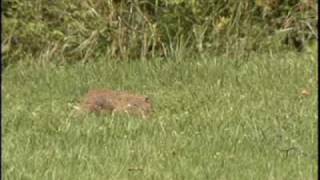 Woodchucks Learn more about these wild neighbors [upl. by Ocirne]