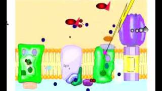 Noncyclic Photophosphorylation [upl. by Kopple]