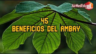 45 Beneficios del Ambay [upl. by Icat940]