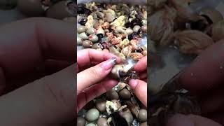 Process of hatching chicks from eggs [upl. by Licko]