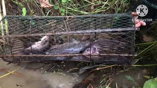 Fishing videos fishing traps [upl. by Yenhpad132]