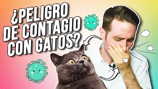 ¿Podemos CONTAGIARNOS de ENFERMEDADES de GATOS ¿Y al revés Toxoplasmosis gripe diarrea VIF y [upl. by Aiken945]