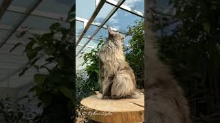 Adorable Maine Coon cats meowing [upl. by Kalle90]