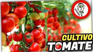 🍅​Cultivo de Tomateras en la Huerta Agricultura de Autoconsumo by mixim89 [upl. by Modern426]